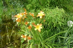 Hemerocallis - Hybride - Taglilie