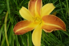 Hemerocallis - Hybride - Taglilie