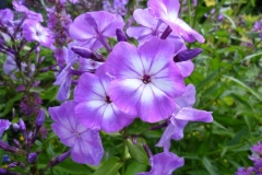 09_Phlox paniculata - Großer Stauden Phlox_2