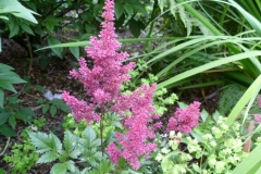 10_Astilbe arendsii - Garten Astilbe_1