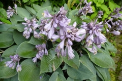 10_Hosta sieboldiana elegans - Großes Blatt - Funkie_1