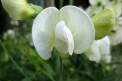 10_Lathyrus latifolius - Stauden Wicke_1
