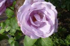 10_Mainzer Fastnacht - Rose_1