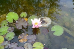 10_Nymphea edorata Rosennymphe - Duftende Seerose_1