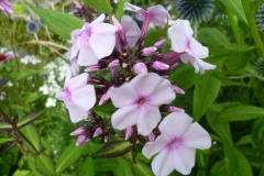 10_Phlox paniculata - Stauden Phlox_1
