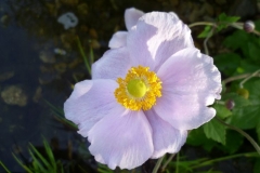11_Anemone huppehensis - Herbstanemone_2